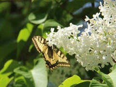 Svalestjert (Papilio machaon)