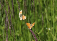 Engringvinge (Coenonympha pamphilus)