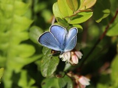 Kløverblåvinge (Glaucopsyche alexis)