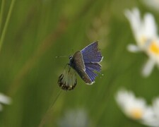 Tiriltungeblåvinge (Polyommatus icarus)