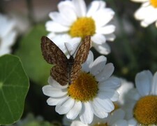 Lyngmåler (Ematurga atomaria)