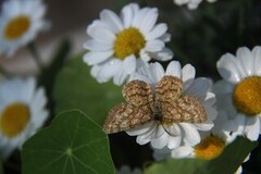 Lyngmåler (Ematurga atomaria)