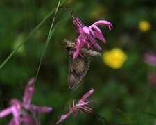 Gammafly (Autographa gamma)