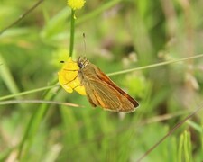 Engsmyger (Ochlodes sylvanus)