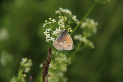 Engringvinge (Coenonympha pamphilus)