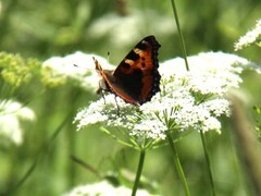 Neslesommerfugl (Aglais urticae)