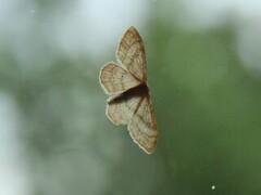 Krattengmåler (Idaea deversaria)