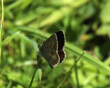 Sankthansblåvinge (Aricia artaxerxes)