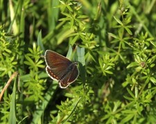 Sankthansblåvinge (Aricia artaxerxes)