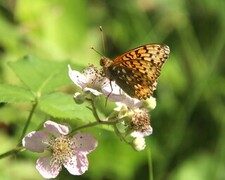 Aglajaperlemorvinge (Argynnis aglaja)