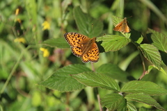 Aglajaperlemorvinge (Argynnis aglaja)