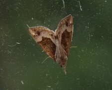 Blåbærnebbfly (Hypena crassalis)