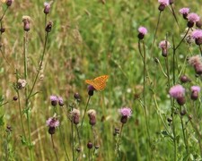 Keiserkåpe (Argynnis paphia)