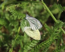 Rapssommerfugl (Pieris napi)