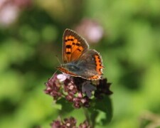 Ildgullvinge (Lycaena phlaeas)