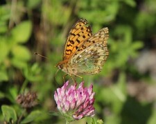 Aglajaperlemorvinge (Argynnis aglaja)