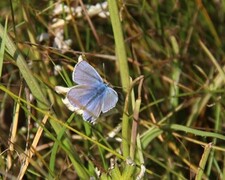 Tiriltungeblåvinge (Polyommatus icarus)