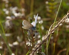 Tiriltungeblåvinge (Polyommatus icarus)