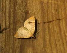 Krattbærmåler (Eulithis testata)