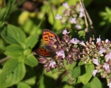 Ildgullvinge (Lycaena phlaeas)