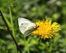 Rapssommerfugl (Pieris napi)