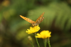 Keiserkåpe (Argynnis paphia)