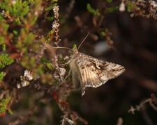 Gråbrunt metallfly (Autographa buraetica)