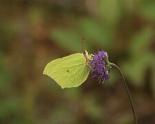 Sitronsommerfugl (Gonepteryx rhamni)