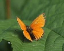 Oransjegullvinge (Lycaena virgaureae)