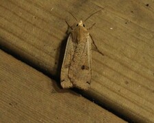 Hagebåndfly (Noctua pronuba)