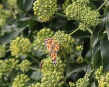 Tistelsommerfugl (Vanessa cardui)