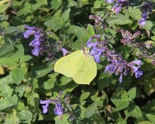 Sitronsommerfugl (Gonepteryx rhamni)