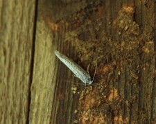 Heggspinnmøll (Yponomeuta evonymella)