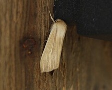 Halmgult gressfly (Mythimna pallens)