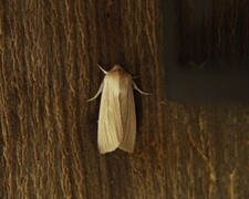 Halmgult gressfly (Mythimna pallens)