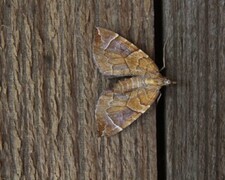 Krattbærmåler (Eulithis testata)