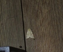 Fiolettbåndet gulfly (Xanthia togata)