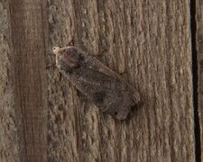 Hagebåndfly (Noctua pronuba)