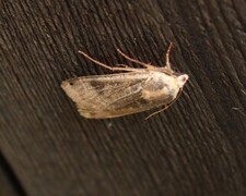 Hagebåndfly (Noctua pronuba)