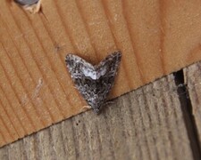 Hvitkantglansfly (Deltote pygarga)