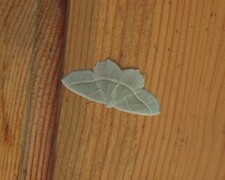 Løvskogmåler (Campaea margaritaria)