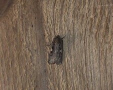 C-tegnet bakkefly (Xestia c-nigrum)