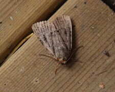 Rødt pyramidefly (Amphipyra pyramidea)