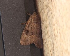 Rødt pyramidefly (Amphipyra pyramidea)