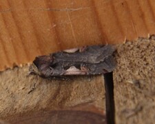 C-tegnet bakkefly (Xestia c-nigrum)