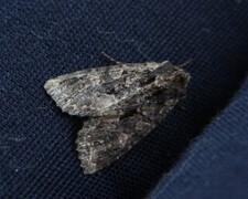 Høstlærfly (Mniotype satura)