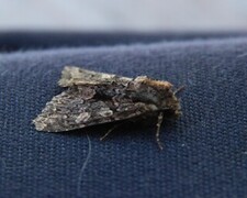 Høstlærfly (Mniotype satura)