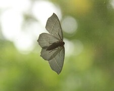 Løvskogmåler (Campaea margaritaria)