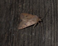 Bølgelinjet høstfly (Agrochola circellaris)