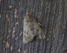 Bølgelinjet høstfly (Agrochola circellaris)